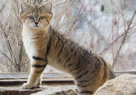 20 gyönyörű macskák, veszélyeztetett vadon (cat) 20 gyönyörű macskák, veszélyeztetett vadon