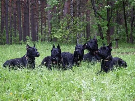 10. A legagresszívebb kutyafajták - hírek képekben