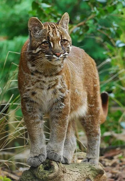 20 gyönyörű macskák, veszélyeztetett vadon (cat) 20 gyönyörű macskák, veszélyeztetett vadon