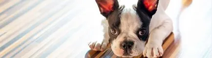 Az alkalmazkodás kiskutya egy új otthon, a klub domb s (kiskutyát egy új otthon) Az alkalmazkodás kiskutya egy új otthon, a klub domb s