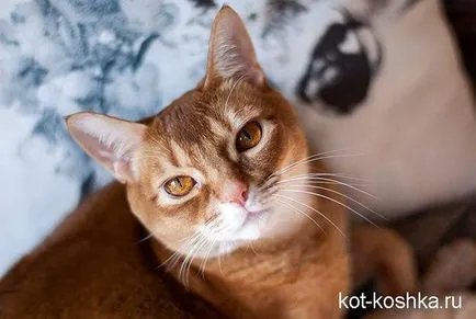 Abesszin karakter, ellátás, hogyan válasszuk ki a macska abesszin (cat) Abesszin karakter, ellátás, hogyan kell választani abesszin