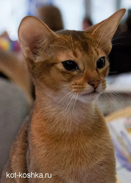 Abesszin karakter, ellátás, hogyan válasszuk ki a macska abesszin (cat) Abesszin karakter, ellátás, hogyan kell választani abesszin