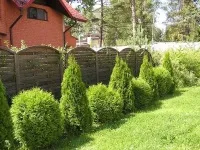 Borbolya a kertben ültetés és gondozás