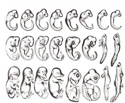 Biogenetikus törvénye Haeckel-Müller