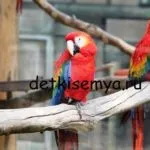 Betegségek budgies fotókkal - a tünetek és a kezelés, mind a gyermek és a család