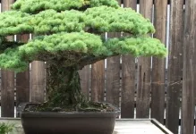 Bonsai saját kezűleg, hogyan kell csinálni lépésről lépésre, borovi és a pénz fa, a mester osztály közül, a (saját) Bonsai saját kezűleg, hogyan kell csinálni lépésről lépésre, borovi és a pénz fa, a mester osztályt