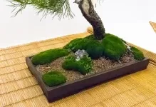 Bonsai saját kezűleg, hogyan kell csinálni lépésről lépésre, borovi és a pénz fa, a mester osztály, honnan (fenyő) Bonsai saját kezűleg, hogyan kell csinálni lépésről lépésre, borovi és a pénz fa, a mester osztályt
