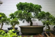 Bonsai saját kezűleg, hogyan kell csinálni lépésről lépésre, borovi és a pénz fa, a mester osztály, honnan (bonsai kezüket) Bonsai saját kezűleg, hogyan kell csinálni lépésről lépésre, borovi és a pénz fa, a mester osztályt