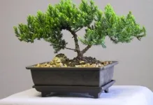 Bonsai saját kezűleg, hogyan kell csinálni lépésről lépésre, borovi és a pénz fa, a mester osztály, honnan (állomásain) Bonsai saját kezűleg, hogyan kell csinálni lépésről lépésre, borovi és a pénz fa, a mester osztályt