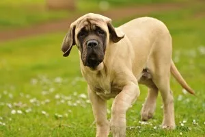 Küzdelem kutyafajták fotó és neveket mallorcai bulldog, ghoul-dong