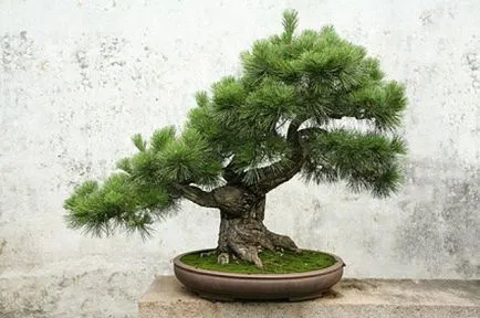 Bonsai mesterkurzus kezét, hogyan lehet a valós és a mesterséges Bonsai (bonsai) Bonsai mesterkurzus kezét, hogyan lehet a valós és a mesterséges bonsai