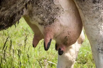 Betegségek és sebek tőgy a kezelt tehenek (betegség) Betegség és fájó tőgy tehén kezelés