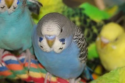 Budgies betegség tüneteit, ellátás és a kezelés (törpepapagáj beteg tünetei) Budgies betegség tüneteit, ellátás és kezelés