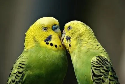 Betegségek budgies fotókkal - a tünetek és a kezelés, mind a gyermek és a család