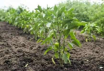 Pepper termesztés és karbantartás a nyílt terepen, videó és fotók