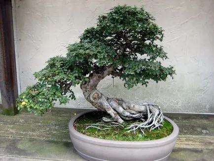 Bonsai mester osztály saját kezűleg fenyő részletesen videó kiválasztása