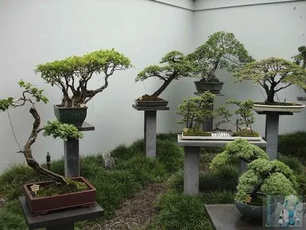 Bonsai kezeddel - hogyan növekszik a bonsai fa, kertészeti világ (bonsai kezüket) Bonsai kezeddel - hogyan növekszik a bonsai fa, kerti világ