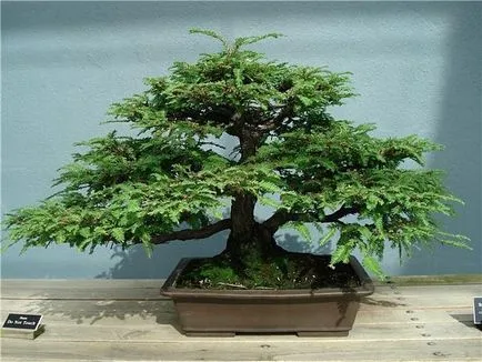 Bonsai mesterkurzus kezét, hogyan lehet a valós és a mesterséges bonsai (Master) Bonsai mesterkurzus kezét, hogyan lehet a valós és a mesterséges bonsai