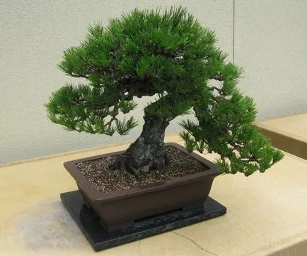 Bonsai mesterkurzus kezét, hogyan lehet a valós és a mesterséges bonsai (kéz) Bonsai mesterkurzus kezét, hogyan lehet a valós és a mesterséges bonsai