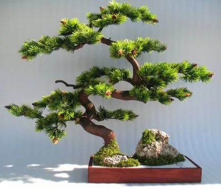 Bonsai saját kezűleg, hogyan kell csinálni lépésről lépésre, a fenyő és a pénz, a mester osztály (bonsai) Bonsai saját kezűleg, hogyan kell csinálni lépésről lépésre, borovi és a pénz fa, a mester osztályt