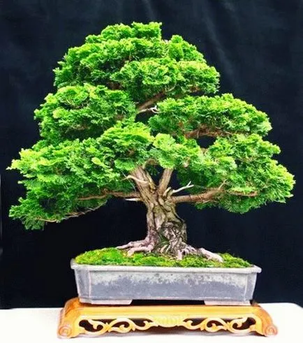 Bonsai kezeddel - hogyan növekszik a bonsai fa, kertészeti világ (fa) Bonsai kezeddel - hogyan növekszik a bonsai fa, kerti világ