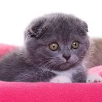Mi a Feed Scottish fold kiscica