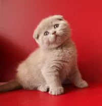 Mi a Feed Scottish fold kiscica