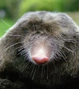 A vakond megeszi