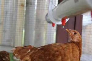 Chiktonik broiler használatát és előnyeit a drog (alkalmazások) Chiktonik broiler használatát és előnyeit a kábítószer