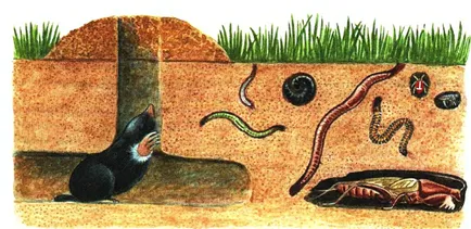 A vakond megeszi