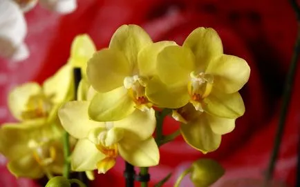 Hogyan táplálja a Phalaenopsis a virágzást és a gyors növekedés (virágzás) Hogyan táplálja a Phalaenopsis a virágzást és a gyors növekedés