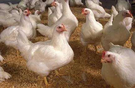 Chiktonik a broiler csirkék használati alkalmazásáról szóló, fotó és videó