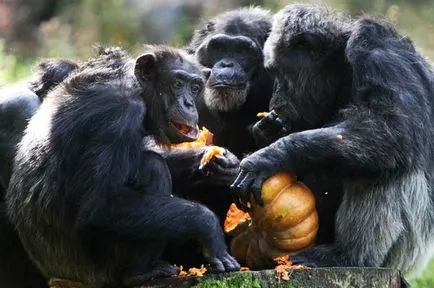 Ape csimpánz