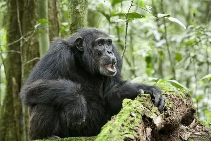 Ape csimpánz