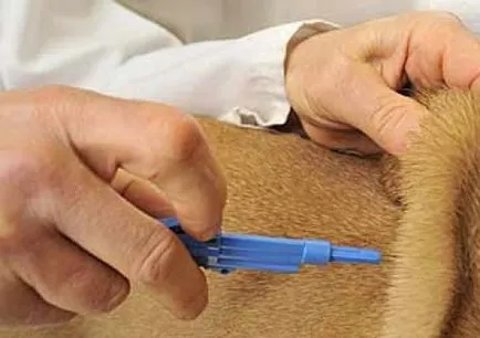 Forgácsolás állatok és milyen eszik