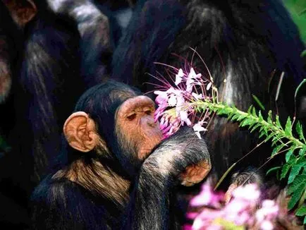 Ape csimpánz