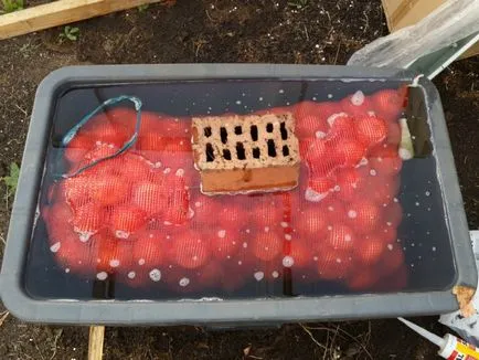 A folyamat dughagyma ültetés előtt, hogy a termés (folyamat) A folyamat dughagyma ültetés előtt, hogy a termés