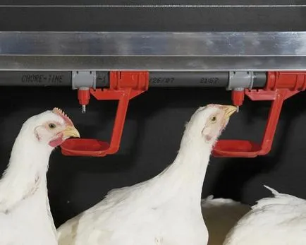 Chiktonik utasítás a broiler csirkék (felhasználó) Chiktonik használati utasítást a broiler csirkék