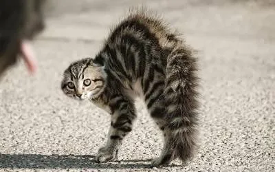 Mi van, ha a cica lett agresszív