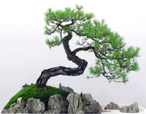 Bonsai fa kezüket - szép dekoráció otthonában