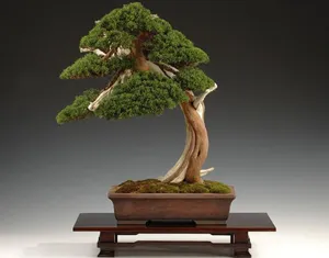 Bonsai fa kezüket - szép dekoráció otthonában