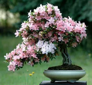 Bonsai fa kezüket - szép dekoráció otthonában