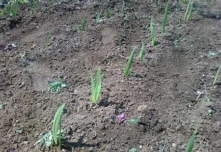 Gladiolus flower - ültetés és gondozás, fotó kardvirág, kardvirág termesztés - leírás; tárolás
