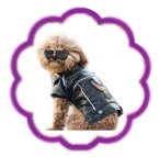 Dog stúdió - ruhák a kutyák érdekében (a méret a szám szám) Dog stúdió - Ruhák a kutyák számára megrendelni