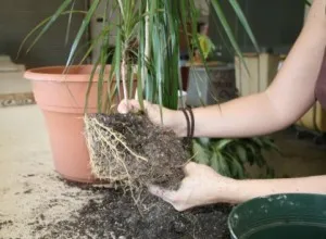 Dracaena transzplantációs otthon (a vásárlás után és rendszeres átutalás) (feltételek) Dracaena transzplantációs otthon (a vásárlás után és rendszeres transzplantáció)