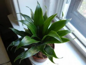 Dracaena transzplantációs otthon (a vásárlás után és rendszeres átutalás) (utána) Dracaena transzplantációs otthon (a vásárlás után és rendszeres transzplantáció)