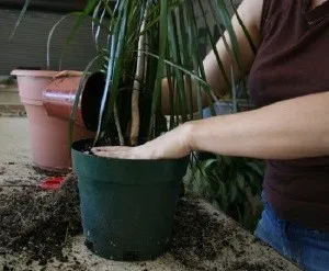 Dracaena transzplantációs otthon (a vásárlás után és rendszeres átutalás) (Dracaena) Dracaena transzplantációs otthon (a vásárlás után és rendszeres transzplantáció)