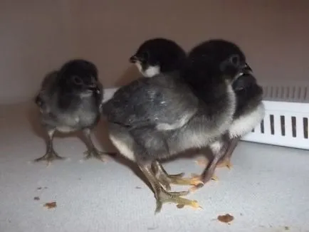 A Jersey fajta csirkék óriás - egy leírást a tartalmat, fotók és videók (a fajta Jersey óriás) A Jersey fajta csirkék óriás - egy leírást a tartalmat, fotók és videók