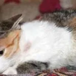 Fosprenil cat utasítás, vélemények, ár, adagolás, orális, hogy hol vásárolnak,