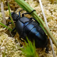 Hemolymph, referencia